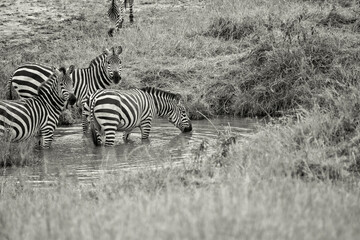 Fototapeta na wymiar Black and white image of Zebras drinking at a waterhole. Taken in Kenya