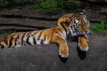 Tiger cleaning its fur