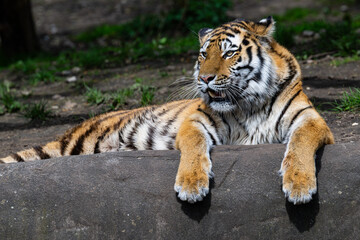 calm tiger