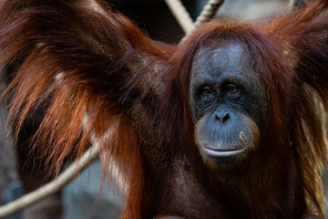 Naklejka premium Orangutan