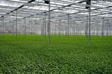 Chrysanthemum flowers growth in huge Dutch greenhouse, flowers for shops and auctions world wide delivery
