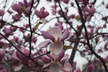magnolia tree blossom