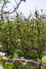 Organic farming in Netherlands, rows of blossoming conference pear trees on fruit orchards in Betuwe, Gelderland