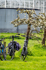 Rural Dutch landscape with green pasture, pear tree in blossom, bikes and farms in Gelderland - obrazy, fototapety, plakaty