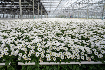 White Chrysanthemum flowers growth in huge Dutch greenhouse, flowers for shops and auctions world...