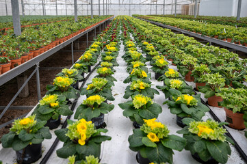 Young plants of primula flowers in greenhouse, cultivation of eatable plants and flowers, decoration for exclusive dishes in premium gourmet restaurants