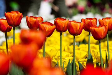Kwitnące tulipany w ogrodzie botanicznym we Wrocławiu - obrazy, fototapety, plakaty