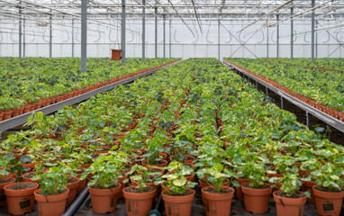 Young plants of tropaeolum garden nasturtium in greenhouse, cultivation of eatable plants and flowers, decoration for exclusive dishes in premium gourmet restaurants