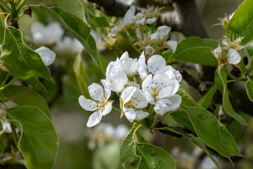 Organic farming in Netherlands, rows of blossoming conference pear trees on fruit orchards in Betuwe, Gelderland