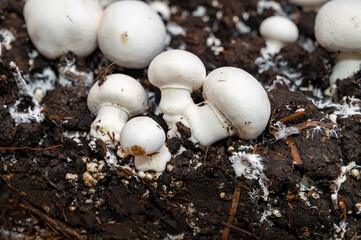 Growing of white champignons mushrooms, mycelium grow from compost into casing on organic farm in Netherlands, food industry in Europe