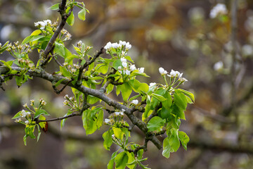 Organic farming in Netherlands, rows of blossoming pear trees on fruit orchards in Zeeland
