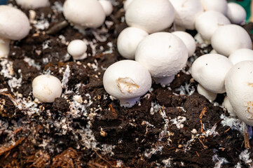 Growing of white champignons mushrooms, mycelium grow from compost into casing on organic farm in...