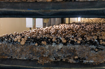 Growing of brown champignons mushrooms, mycelium grow from compost into casing on organic farm in...