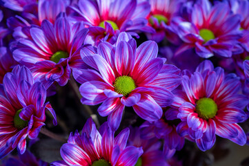 Crazy colours Chrysanthemum flowers growth in Dutch greenhouse, fresh flowers for shops and...