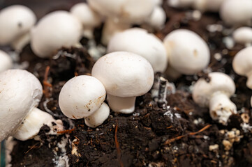 Growing of white champignons mushrooms, mycelium grow from compost into casing on organic farm in...