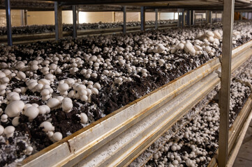 Growing of white champignons mushrooms, mycelium grow from compost into casing on organic farm in...