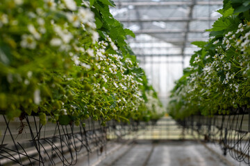 Dutch glass greenhouse, cultivation of strawberries, rows with growing strawberries plants - 779116439