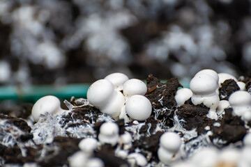 Growing of white champignons mushrooms, mycelium grow from compost into casing on organic farm in...