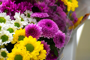 Colourful Chrysanthemum flowers in bouquets, growth in Dutch greenhouse, fresh flowers for shops...