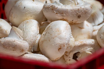 Harvest of fresh white champignons mushrooms on organic farm in Netherlands, food industry in Europe, plastic boxes with champignons ready to sale