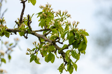 Organic farming in Netherlands, rows of blossoming pear trees on fruit orchards in Zeeland