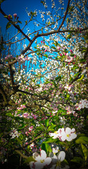 The image shows an apple blossom in full bloom.