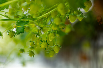 Fototapeta premium Dutch glass greenhouse, cultivation of strawberries, rows with growing strawberries plants
