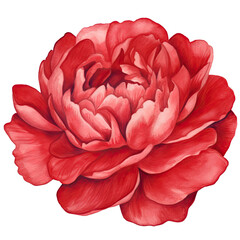 AI-generated watercolor cute red peony flower clip art illustration. Isolated elements on a white background.