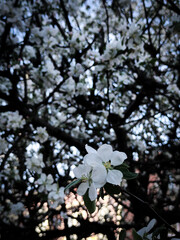 cherry tree blossom