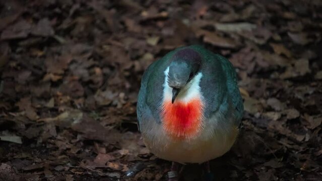 A tropical red chest dove sitting on the ground