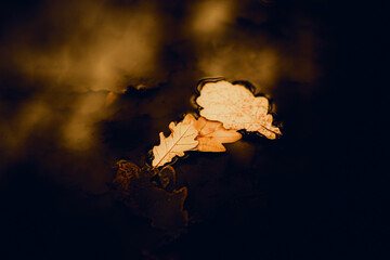 Red oak leaves drifted onto the water's surface of a puddle that had formed after the rain. It was autumn weather.