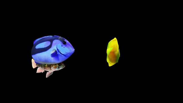 Three fishes, Andinoacara Rivulatus, Blue and yellow tang fish swimming on black background Video, Fish Animation, Fish Swim, 3D Animation, Underwater, Single and Group, Near camera, aquatic animals