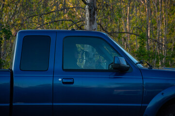Fototapeta na wymiar A woman drives a pickup truck beside a forest with a cat in the passenger seat looking out the window