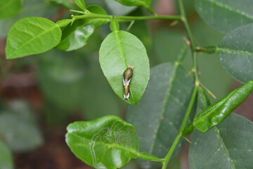 Dorsal view of a common Mormon caterpillar is on top of a lime leaf surface