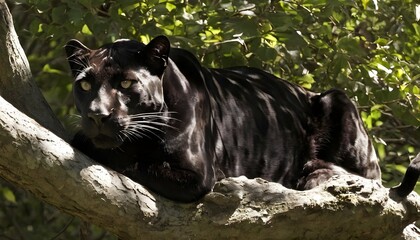 A Panther With Its Fur Camouflaged In Dappled Sunl