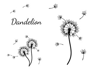 Dandelion_background3-34.eps - 779122284