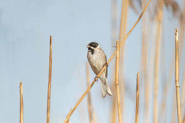 reed bunting, emberiza schoeniclus, perched on grass in summer in the uk