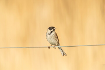 reed bunting, emberiza schoeniclus, perched on a wire in summer in the uk