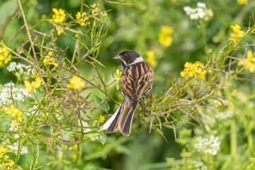 reed bunting male, emberiza schoeniclus, on a plant in the summer in the uk