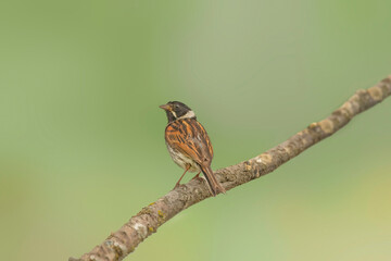 reed bunting, emberiza schoeniclus, perched on the branch of a tree in the summer in the uk