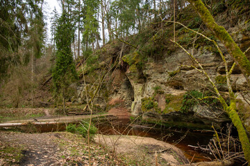 Wild nature trail in the forest at the river Loja in Incukalns in spring in April in Latvia