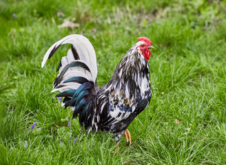  domestic feathered bird motley cockerel on green grass