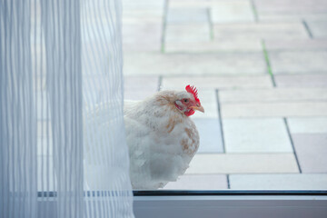 curious sussex chicken looks into the room. White chicken outside, behind the window at the terrace 
