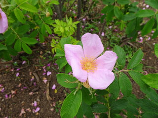 Cespuglio di rosa palustris