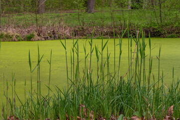reeds with the duckweed in the background