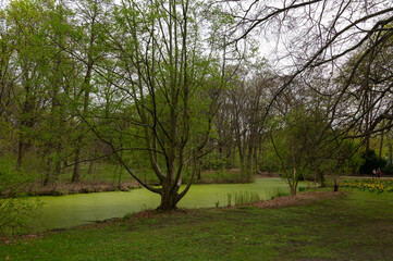 Pond in the park full of duckweed