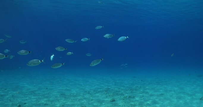 underwater fish scenery from mediterranean  sea breams ocean scenery underwater landscape seabreams  Diplodus sargus