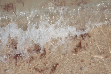 Fototapeta premium Beach with a little sargassum