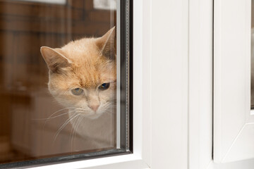 cat looks out the window, shot through glass.