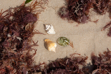 Seashell on the sand with a little sargassum - obrazy, fototapety, plakaty